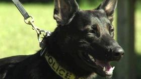 Video thumbnail: Virginia Currents Survive an Active Shooter Situation; K-9 Training (#2802)