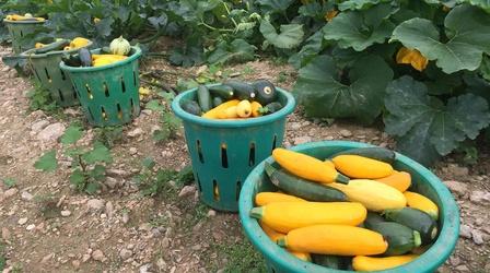 Video thumbnail: Maryland Farm & Harvest Episode 507