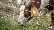 Goats & Wildfire Prevention