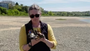 Are horseshoe crabs in trouble?