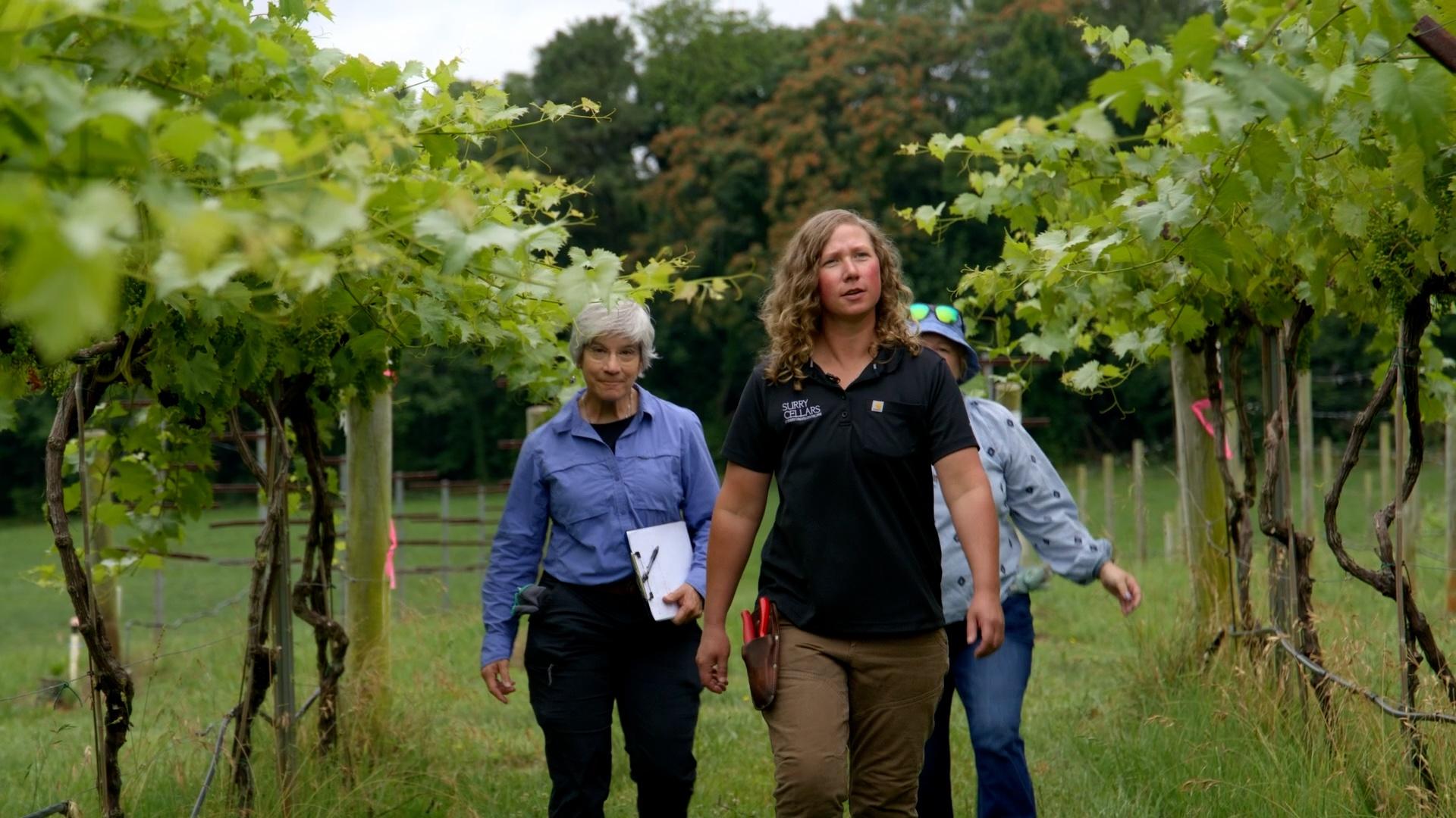 Three people walking through the aisles of an apple orchard.