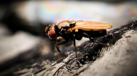 Video thumbnail: Deep Look How Can These Flies Live in Oily Black Tar Pits?