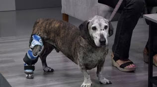 Oil shortage; asphalt's impact on health; a dog with braces