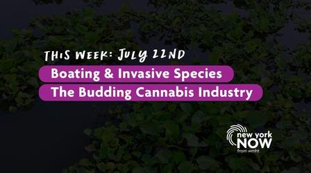 Video thumbnail: New York NOW Spread of Invasive Species, the Budding Cannabis Industry