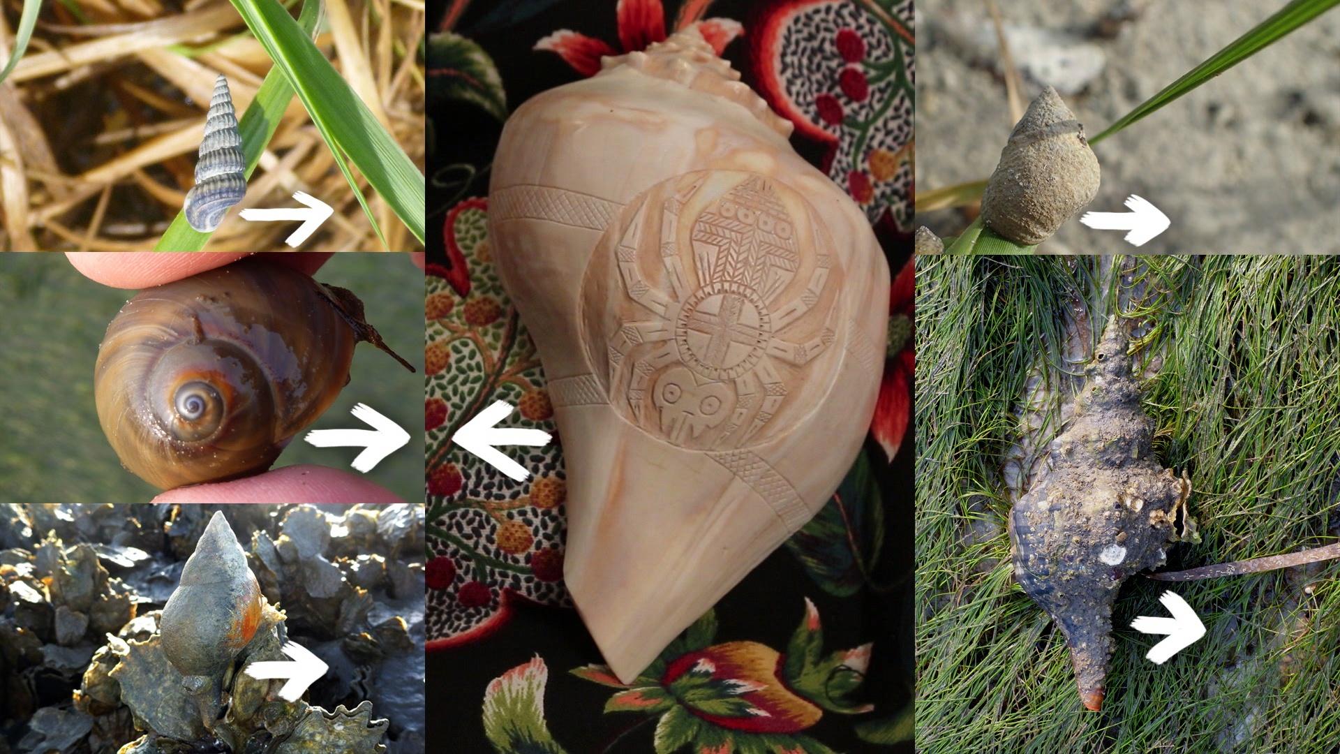 Exploring Muscogee Culture Through Shell Carving