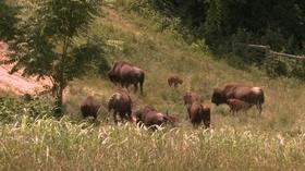 Video thumbnail: NC Weekend Sunset Ridge Buffalo Farm
