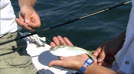 Video thumbnail: Carolina Outdoor Journal Gear Time: Our anglers discuss how they rigged up