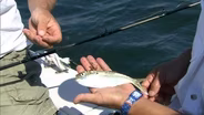 Angler Rigging | Gear Time