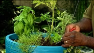 Plant a Pizza Garden