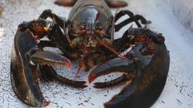 Video thumbnail: PBS NewsHour How rising water temperatures could end Maine's lobster boom