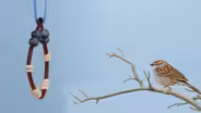Cómo hacer comederos para pájaros con cereal