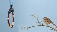 Cómo hacer comederos para pájaros con cereal