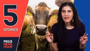 Potty-trained cows, McDonald’s ends plastic toys | 5 STORIES