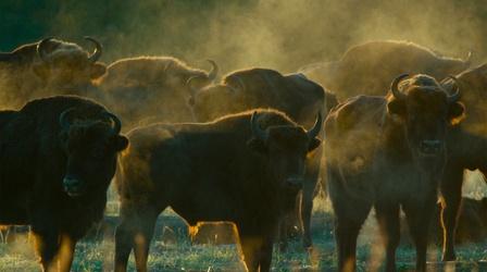 Video thumbnail: The Age of Nature European Bison Roam Poland's Bialowieza Forest