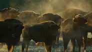 European Bison Roam Poland's Bialowieza Forest