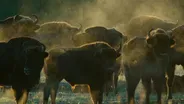 European Bison Roam Poland's Bialowieza Forest