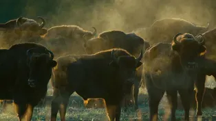 European Bison Roam Poland's Bialowieza Forest
