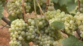 Video thumbnail: NC Weekend Linville Falls Winery