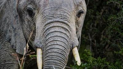 How Humans Are Reshaping Elephant Evolution