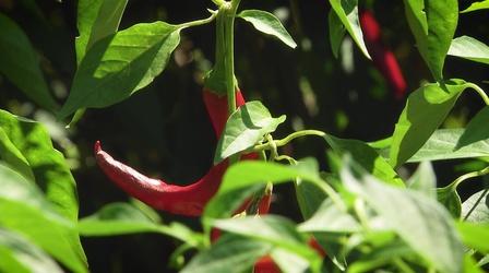 Video thumbnail: Virginia Home Grown Korean Chili Peppers