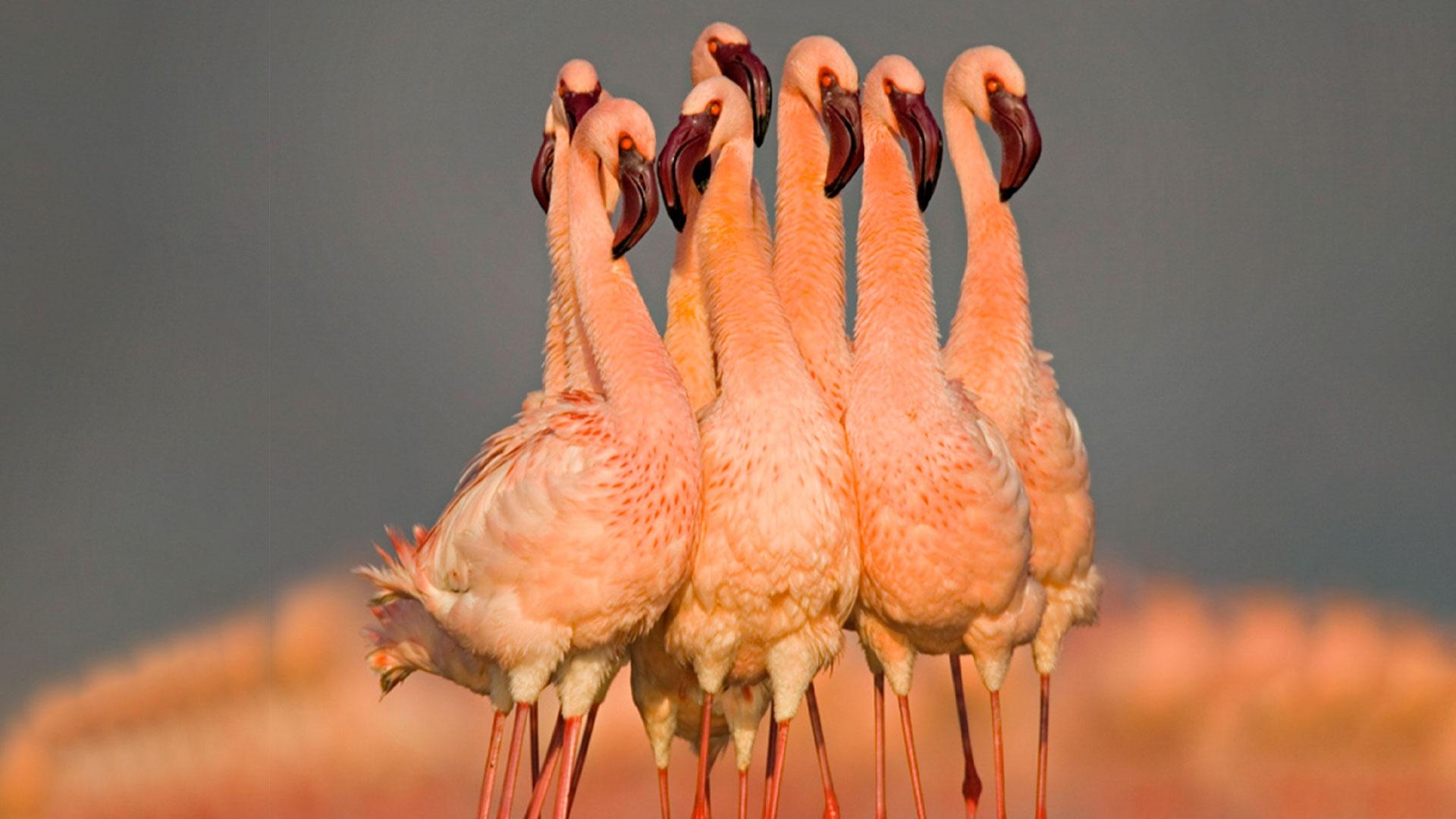 Birds of East Africa