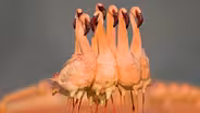 Birds of East Africa