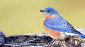 Video thumbnail: Virginia Home Grown Attracting Birds; Charlottesville Area Tree Stewards (#1707)