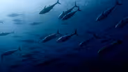 Tagging Tuna to Search for Answers