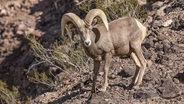 Tracking Bighorn Sheep in Sloan Canyon