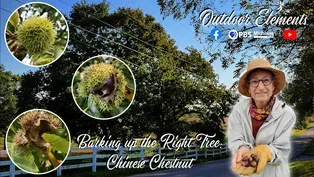 Barking up the Right Tree: Chinese Chestnut