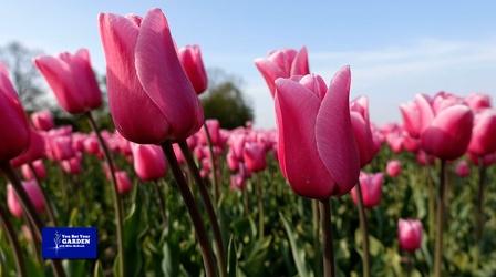 Video thumbnail: You Bet Your Garden You Bet Your Garden S3 Ep. 31 Forsythia and Beautiful Bulbs