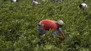NJ farmworkers sue for minimum wage, overtime rights