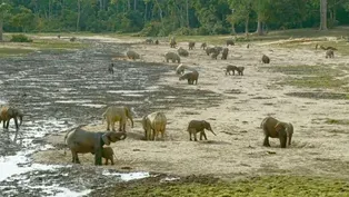 Village of the Elephants