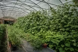 Angell Farm and Our Kids Farm