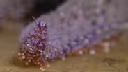 Sunflower Sea Stars