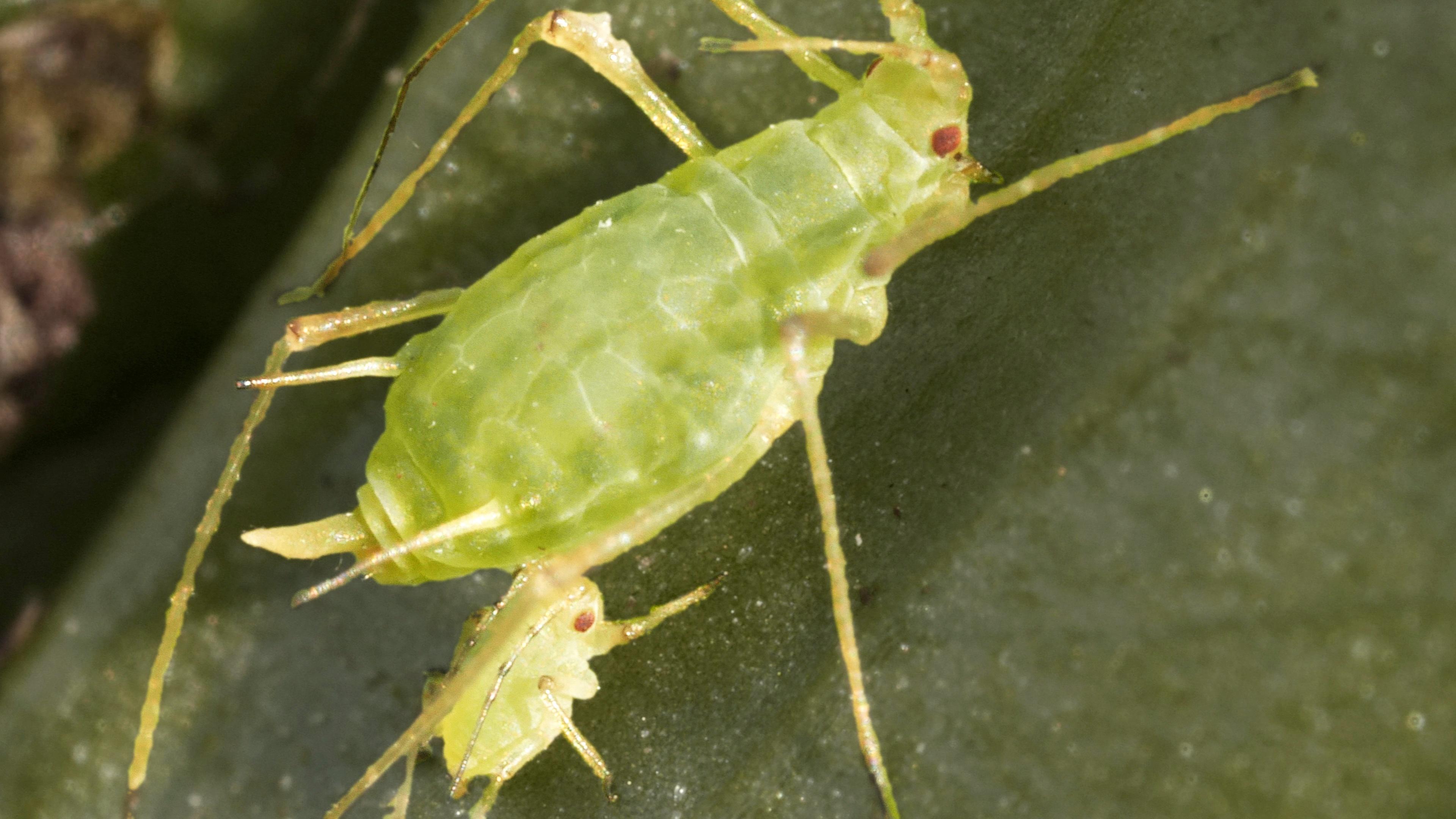 Born Pregnant: Aphids Invade With an Onslaught of Clones