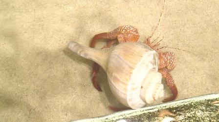 Video thumbnail: rootle Rootle Swims Along at the NC Aquarium at Fort Fisher!