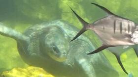 Video thumbnail: KLRN SciTech Now Sept. 12, 2019 | Turtle Reef Aquarium