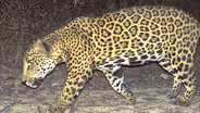 Jaguars and Vaqueros