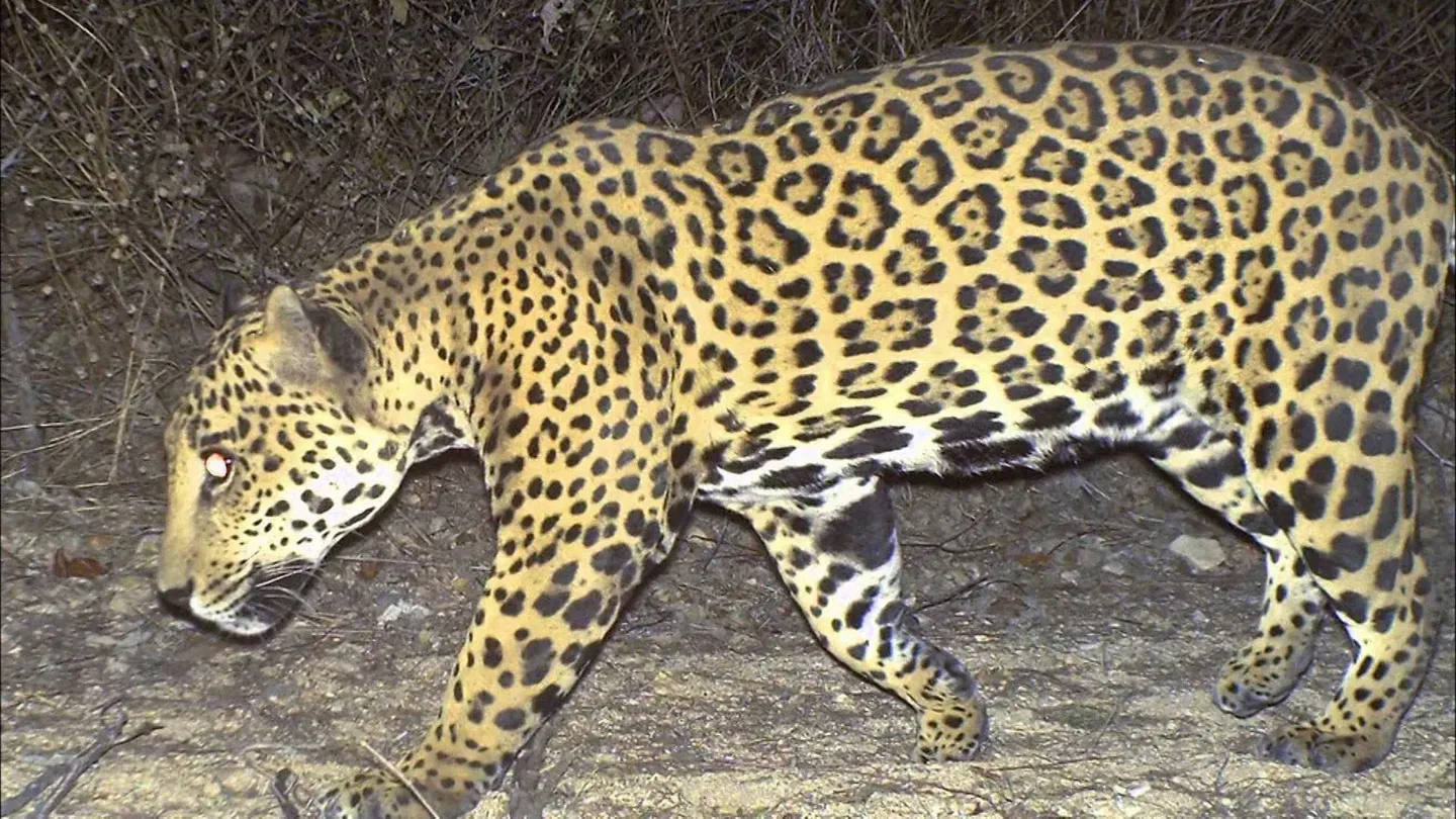 Jaguars and Vaqueros