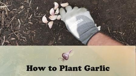 Video thumbnail: Let's Grow Stuff How to Plant Garlic