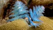 Meet the Marvelous Christmas Tree Worm