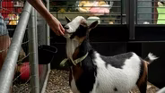Best of: Furry Friends