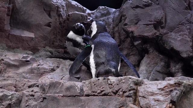 Aquarium creates senior sanctuary for aging penguins