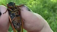 Field Museum Scientists Collect Cicadas