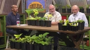 Hostas & Garden Soil Preparation
