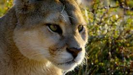 Protecting Mountain Lions in LA: asset-mezzanine-16x9