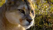 Protecting Mountain Lions in LA
