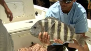 Structured Sheepshead