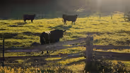 Hometowns: Floyd County, VA